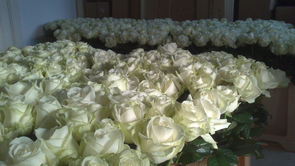 komedie Moment werkzaamheid Het maken van huwelijksbloemen… met 1000 rozen | Josa